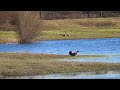 Geese At Bowers Rock #wildlife #animallover #nature