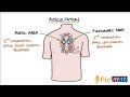 auscutation areas for second heart sound