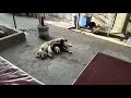 Mother dog nursing her puppies #trending #youtube #ttjandfriends #antiquespride #teammad #