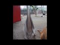 😆😂 Best Cats and Dogs Videos 🤣😂 Best Funniest Animals Video 2024 # 17