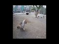 😹🤣 New Funny Cats and Dogs Videos 😹😘 Best Funniest Animals Video 2024 # 20