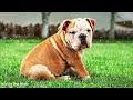 Deep Relaxation Music for Dogs! Music to Relax Your Dog Completely and Help with Sleep!