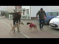 How to socialise / train a reactive dog - Diary of a rescue dog pt 4