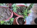 jade plant ka leya best pot kon sa ha jade plant kis size ka pot ma  teji se growth karta hai