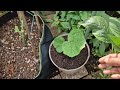 In the month of August I planted gourds again in my garden | Hobbyist Gardening UK 2024