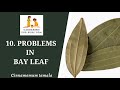 How to grow Indian Bay Leaf Plant at Home | Benefits of Tejpatta leaf