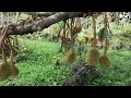 Naku bakit ganito na kalaki Ang bunga!-Durian Farm Davao del Sur
