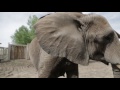 Why Don't Elephants Get Cancer?