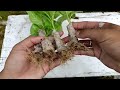 How to propagate hydrangea flower from cuttings using tissue paper || With 100% success