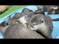 The baby otters are just starting to walk!