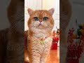 MACAM-MACAM SUARA KUCING LUCU!!!  #cat #anabul #funny #kucinglucu #pawrents #kucing #funnyvideo