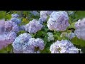 BEST FLOWERS HYDRANGEA BLOOMS...SEOUL KOREA 🇰🇷