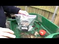 sowing clematis seeds