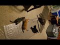 Funny kittens with new cat toys.