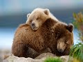 Медвежья услуга 🐻   N°384  SLOW RUSSIAN VIDEO