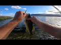 How To Fish EPIC Japanese Topwater The Evergreen Shower Blows Spook