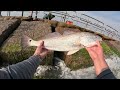 Jetty Fishing for SLOT Redfish! It's heating up!