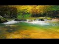 Soothing Sounds of Flowing Water & Beautiful Birds Singing: Relaxing Nature Sounds, Reducing Anxiety