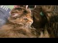 КОШКИ. ОНИ УМЕЮТ ЛЮБИТЬ. МЕЙН-КУН ТАБИ. CATS. THEY CAN LOVE. MAINE COON TABI.