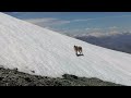 Perrito de Alta Montaña, Cerro Punta de Damas 3,150 msnm. Peñalolén