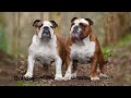Dog Breed Names || Most Popular Dog Breeds in the World || Dog Breeds Names In English With Pictures