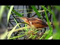 Nikon Coolpix p950. Least bittern. Petit blongio