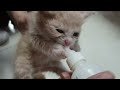 I rescued abandoned kittens and they follow me...Ep_1 /kitten, cat rescue, stray cat