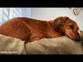 Relaxing Music for Dogs, best dog music for deep sleeping, calm down