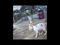 😆🐕 New Funny Cats and Dogs Videos 😆😍 Funniest Animals #13