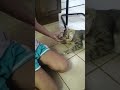 Girl dresses up a cat with hairbands