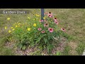 Complete Guide to Purple Coneflower - Echinacea purpurea