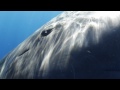 Sperm Whale Greeting