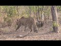 Leopard Hira @Rajajinationalpark , May '24