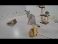 😻 You Laugh You Lose Dogs And Cats 🤣😍 Funny Animal Videos 2024 🤣🤣