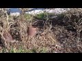 After the straw bale garden.