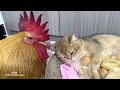 chicken and cat playing together