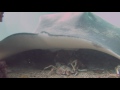 Spider Crab Molting Before Being Eaten by Stingray (muted)