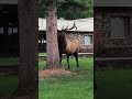 Beautiful Bull Elk ❤️