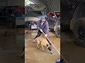 Malinois vs broom