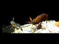 Giant Smashing Mantis Shrimp VS Giant Crabs