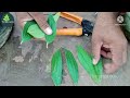 तेजपत्ता का पौधा घर में कैसे लगाएं || how to grow bay leaf plant at home ||