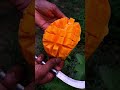 Mango fruit cultivatiion viral #shorts #mango #fruit #cultivation #farming #viral #trending