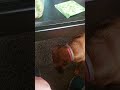 doggies eating vegetables