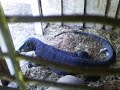 Goanna in Chook Pen