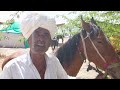 बिकाऊ घोड़े - पार्ट 22 Balotra Horse Market 2024 Tilwada Pashu Mela Horse Sale Price Video