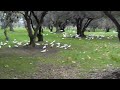 birds in the parklands