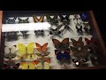 American Museum of Natural History in New York City (My Experience)