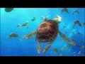 Turtle Cruising 🐢 | Finding Nemo | Disney Channel UK