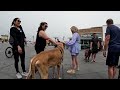 Cash 2.0 Great Dane at the Strand in Hermosa Beach 1