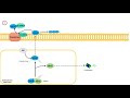 Introduction to Hedgehog Signaling: Hedgehog Protein Synthesis and Release